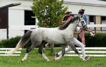 Hřebeček Český sportovní pony B - 6