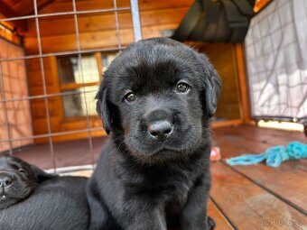 Labradorský retriever s PP - 6