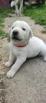 Štěně husky x labrador - 6