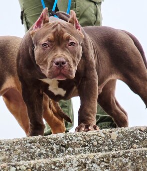 American bully - 6