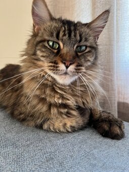 Mainská křížená koťátka - 6