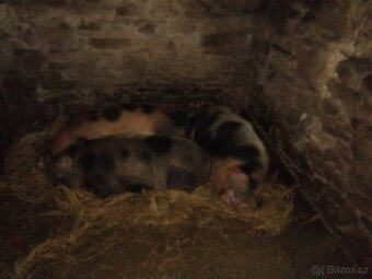 Vetnamec a Kune kune - 6