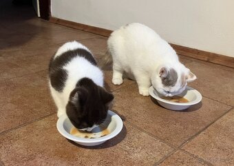 Britská koťátka s PP - 6