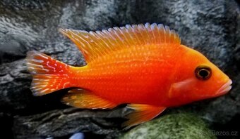 Tlamovci Malawi 43 - 6