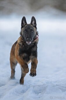 Belgický ovčák - Malinois - 6