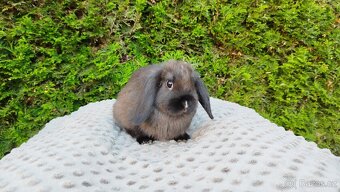 Zakrslý beránek, králíček, králík - PATRICIE - 6
