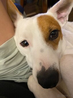 Jack Russell teriér krytí - 6