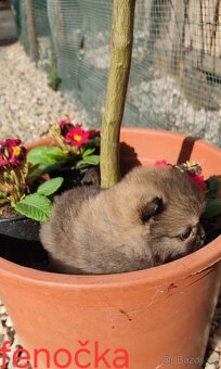 Pomeranian mini - 6