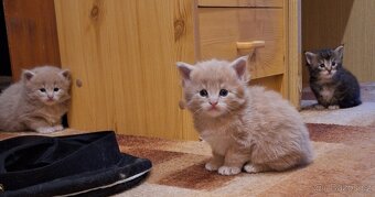 Mainská mývalí koťátka bez PP - 6