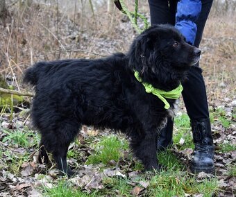 TICEAS K ADOPCI- 3 ROKY,TULÍCÍ ČERTÍK,HODNÝ,KLIDNÝ - 6