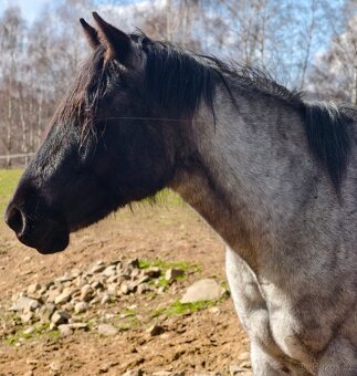 APH klisna blue roan - 6