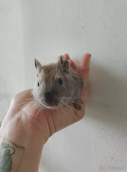 Osmák degu kluci - 6