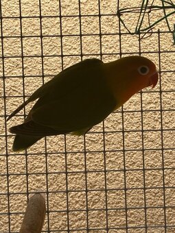 Agapornis - 6