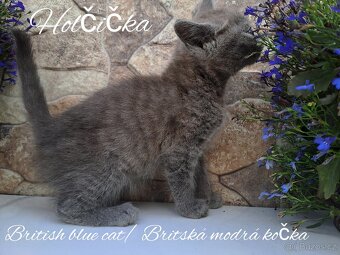 Britská koťata - 6