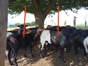 Prodám jehňata - ovečky dorper/kamerun - 6