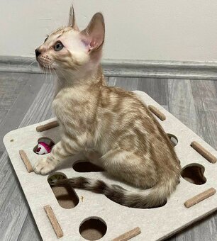 Bengálská kočka, koťata s PP - 6