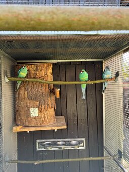 Bernard červenočelý štěp. na modré - 6