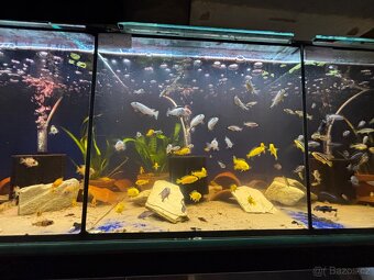 Tlamovci Malawi Tanganika - 6