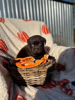 Labradorský retrívr s PP- kluk štěně - 6