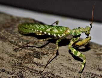 Kudlanky coronatus a další - 6