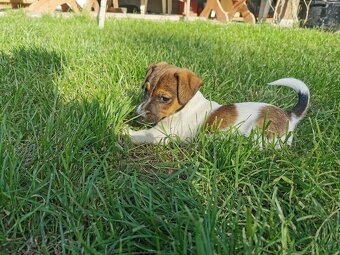 Jack Russel Terier - 6