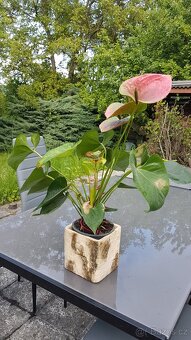 Anthurium - růžovo - zelené květy - 6