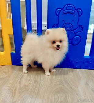 Pomeranian s PP - 6
