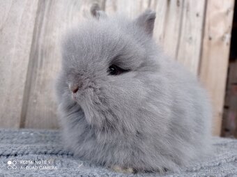 Zakrslý Teddy - mláďátka k rezervaci - 6