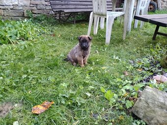 Šťěňata ovčáka NOxBO - 6