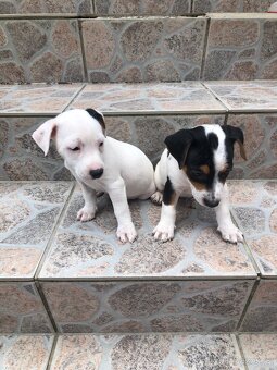 Jack russell teriér - 6