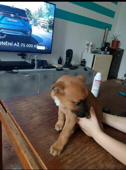 Štěňátka prodej - 6