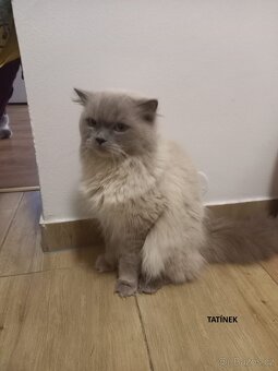 Britská koťátka britské kotě - 6