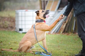 Sebastian - velký temperamentní pes, 6 let - 6