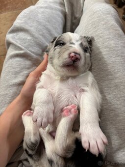 Kříženec bordelkolie - 6