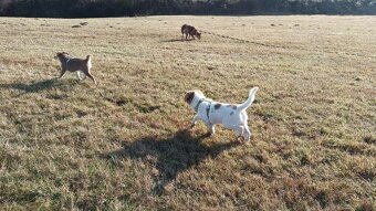 Kanaánský pes - štěně s PP, Canaan Dog puppy - 6