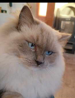 Ragdoll kočičky bez PP - 6