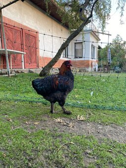 Kohouti různých plemen - 6
