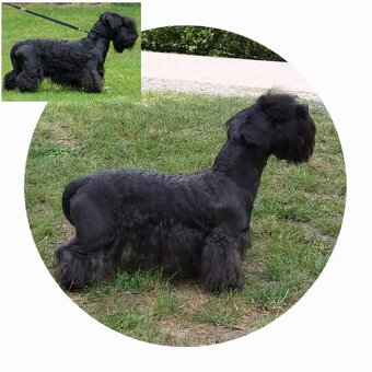 Český teriér- štěně - 6