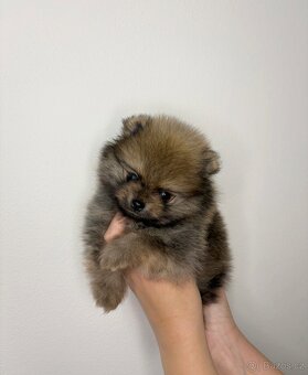 Štěňata pomeraniana s PP FCI - 6