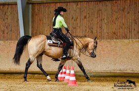 Připouštění QH hřebcem 7 panel N/N - 6