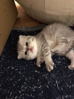 Britská koťátka s PP - 6