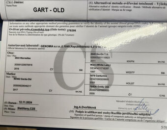Prodám roční hřebečky ČT a CS - 6