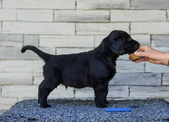 flat coated retriever - 6
