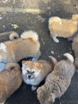 Akita inu Štěnata prodám - 6