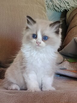 Ragdoll s PP - 6