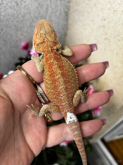 Agama vousata samicky - 6