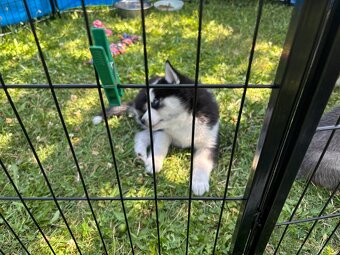 Štěně Husky bez PP - 6