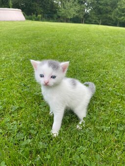 Koťátka po Ragdoll hledají nové domovy - 6