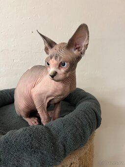Kanadský sphynx - 6