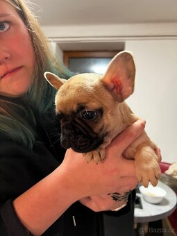 Francouzský buldoček - 6